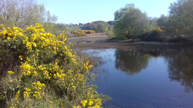 The lake looking towards Clandeboye golf course