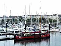 Bangor Harbour: alive with marine wildlife